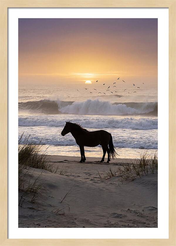 Assateague Island Serenity