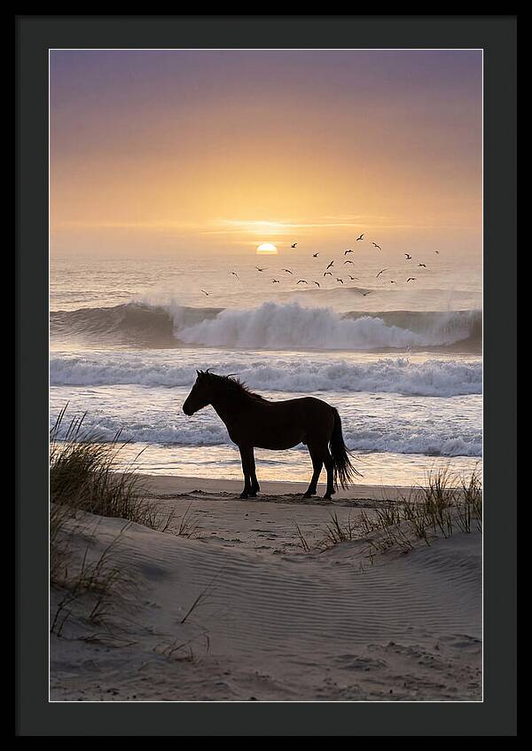 Assateague Island Serenity