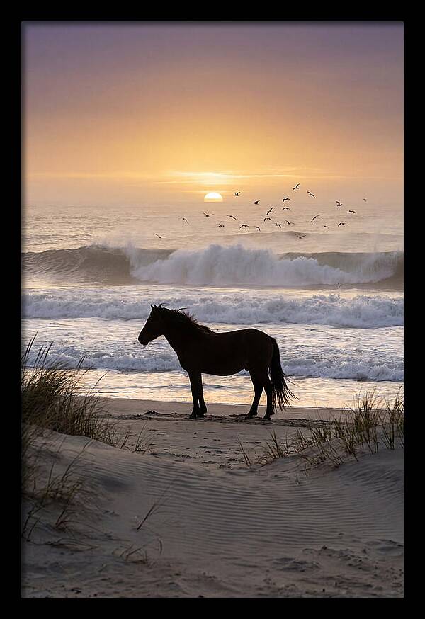 Assateague Island Serenity