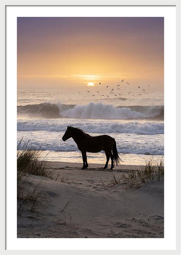 Assateague Island Serenity