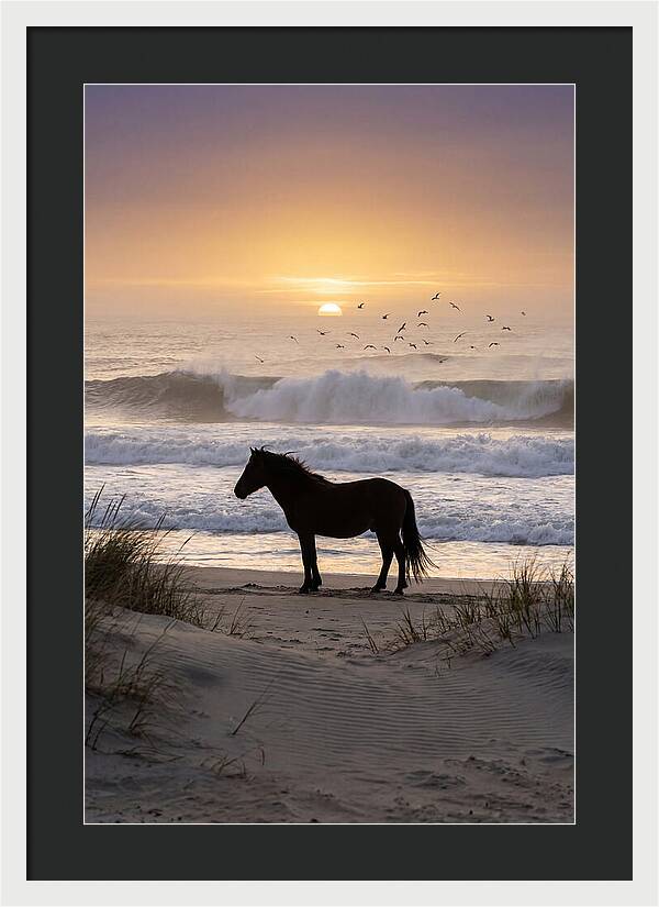 Assateague Island Serenity