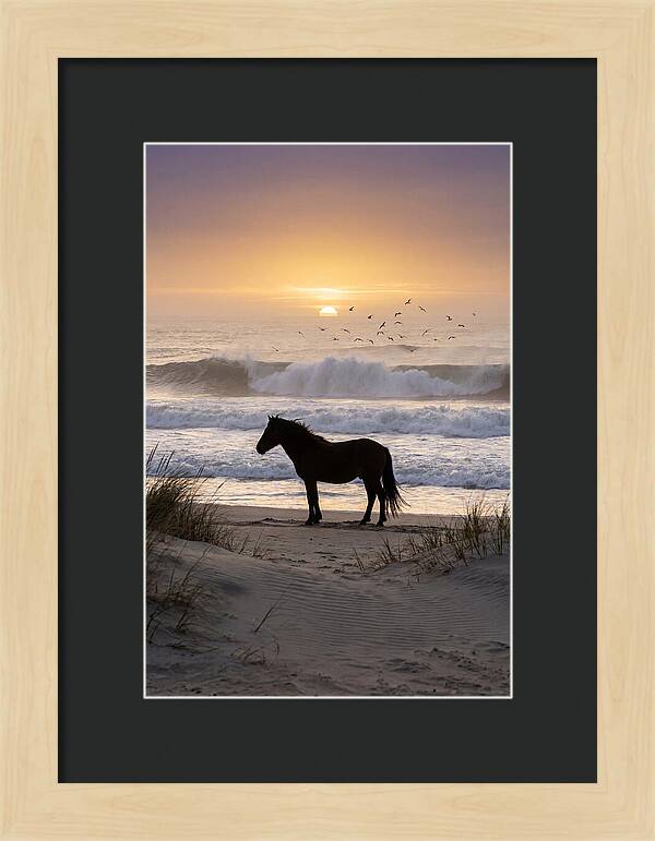 Assateague Island Serenity