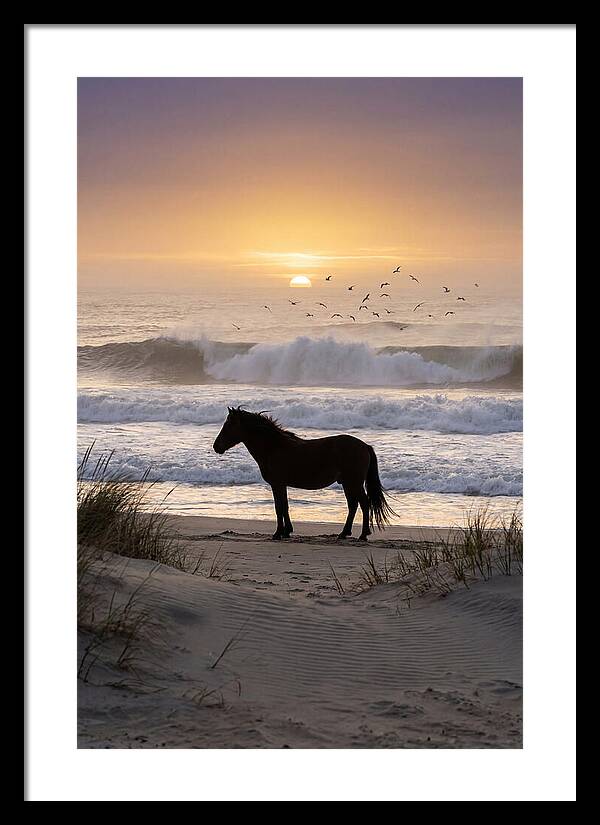 Assateague Island Serenity
