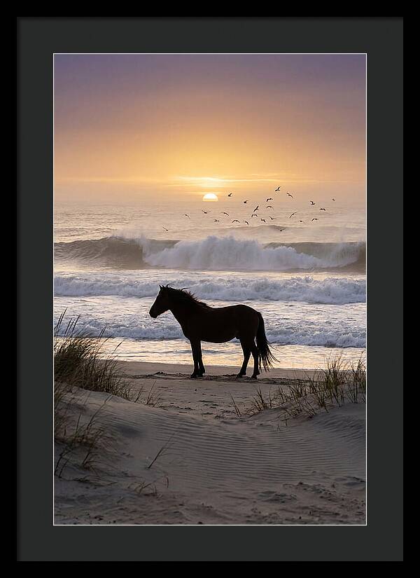 Assateague Island Serenity