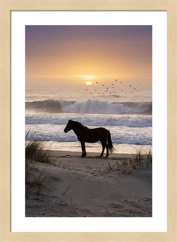 Assateague Island Serenity