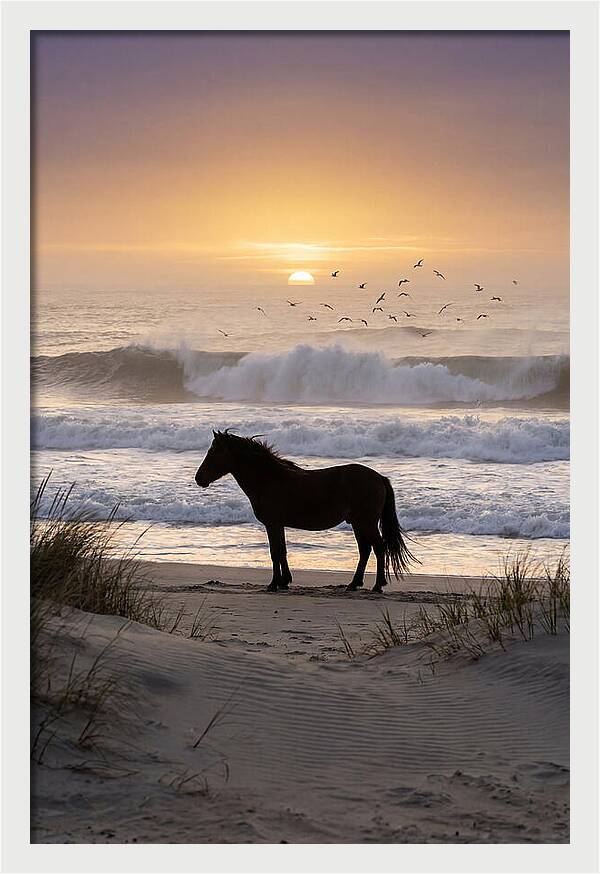 Assateague Island Serenity