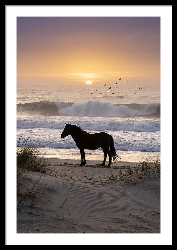 Assateague Island Serenity