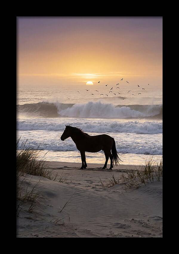 Assateague Island Serenity
