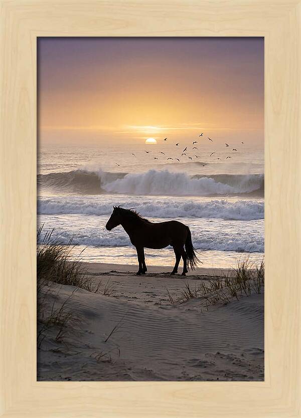 Assateague Island Serenity