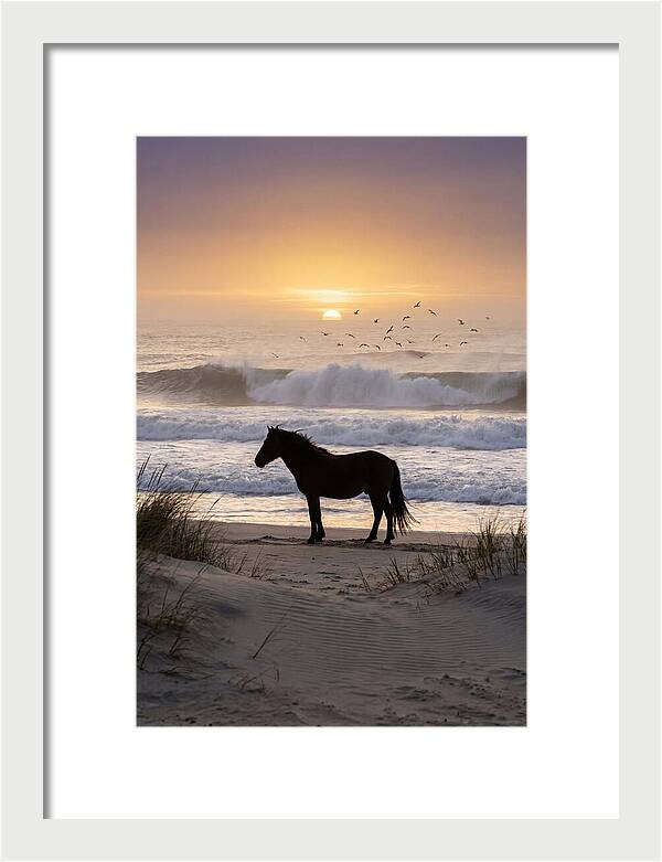 Assateague Island Serenity