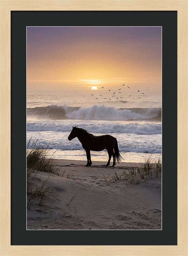 Assateague Island Serenity