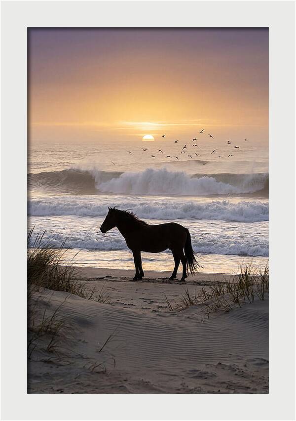 Assateague Island Serenity