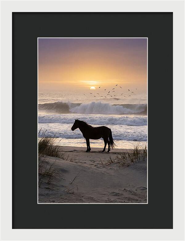 Assateague Island Serenity