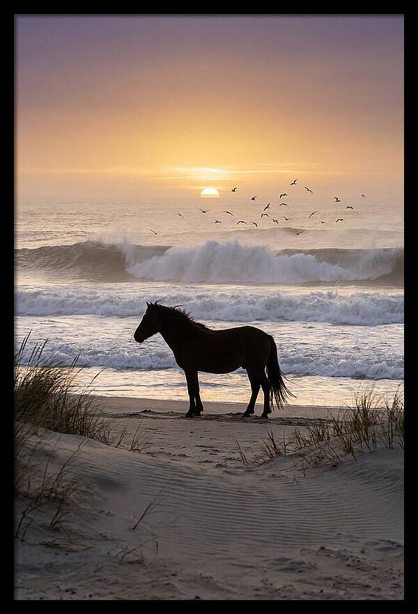 Assateague Island Serenity