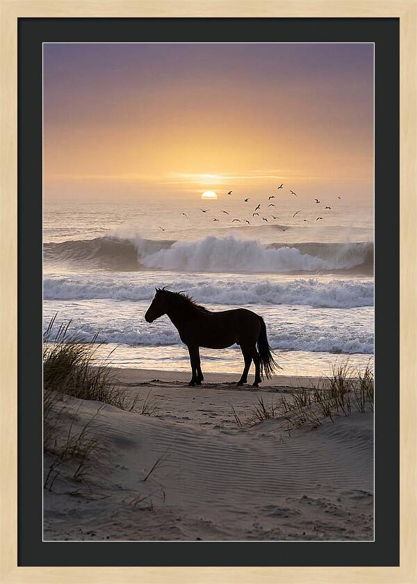 Assateague Island Serenity