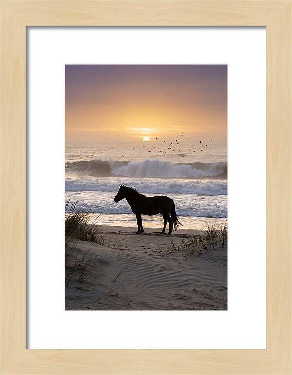 Assateague Island Serenity