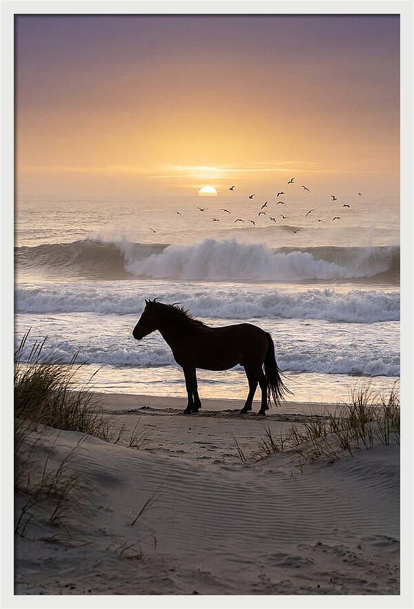 Assateague Island Serenity