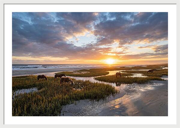 Assateague Island Tranquility