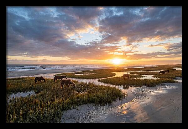 Assateague Island Tranquility