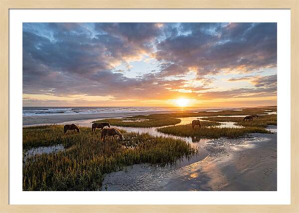 Assateague Island Tranquility