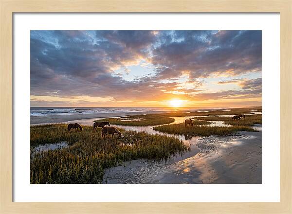 Assateague Island Tranquility