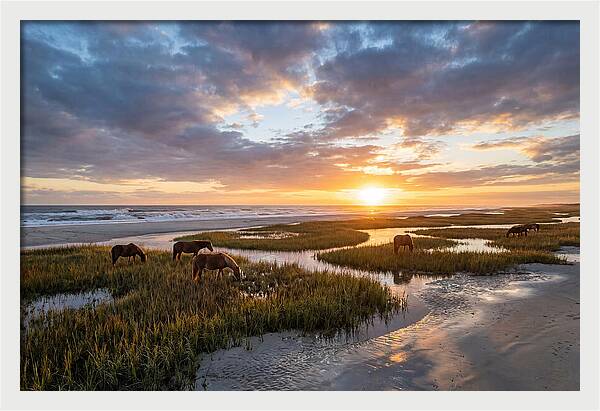 Assateague Island Tranquility