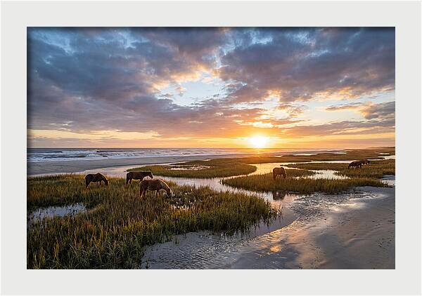 Assateague Island Tranquility