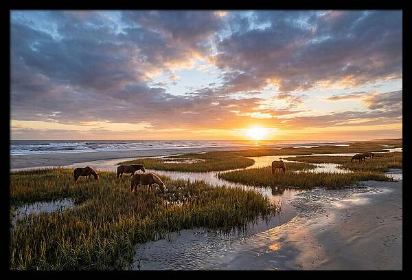 Assateague Island Tranquility