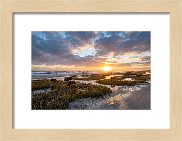 Assateague Island Tranquility