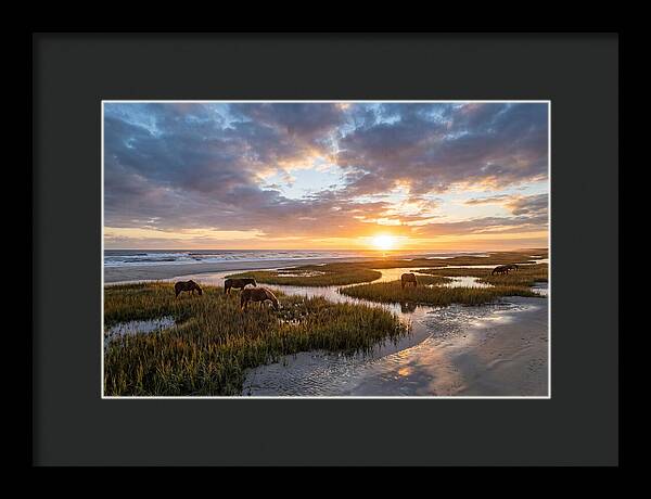 Assateague Island Tranquility