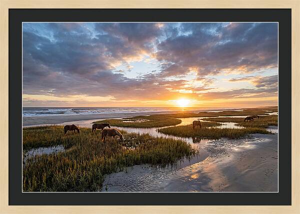 Assateague Island Tranquility