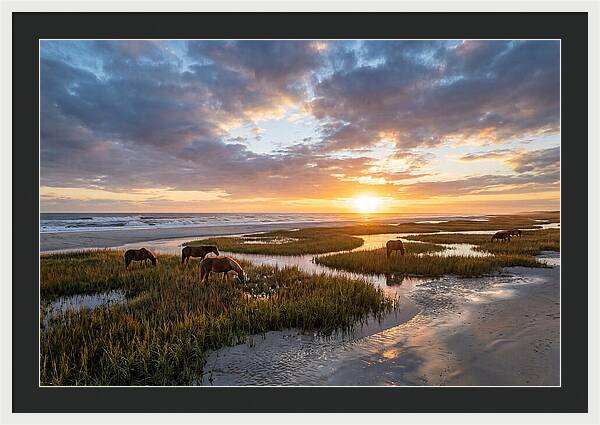 Assateague Island Tranquility