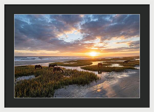 Assateague Island Tranquility