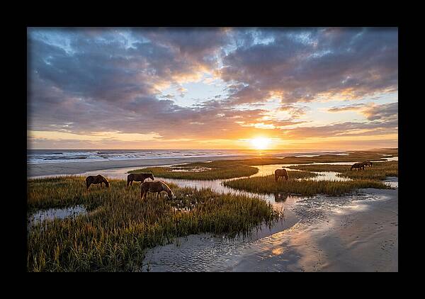 Assateague Island Tranquility