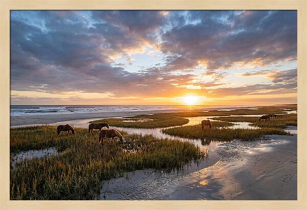 Assateague Island Tranquility