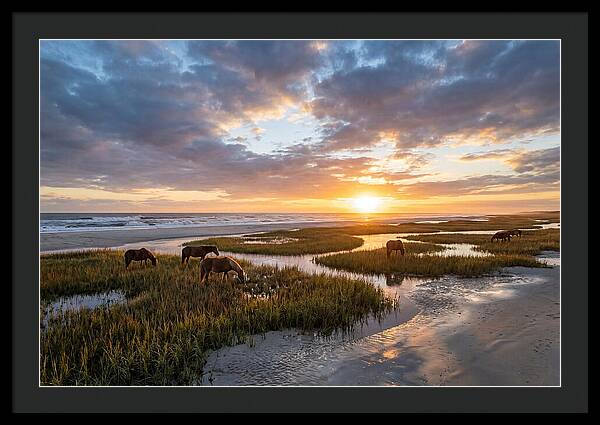 Assateague Island Tranquility