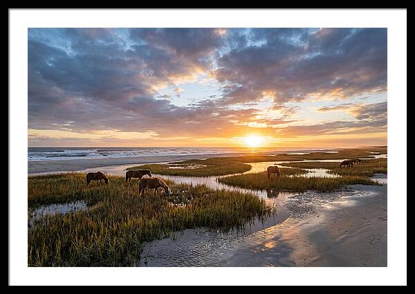 Assateague Island Tranquility