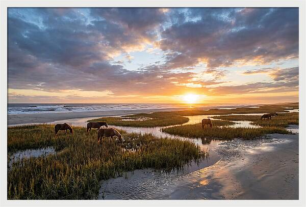 Assateague Island Tranquility