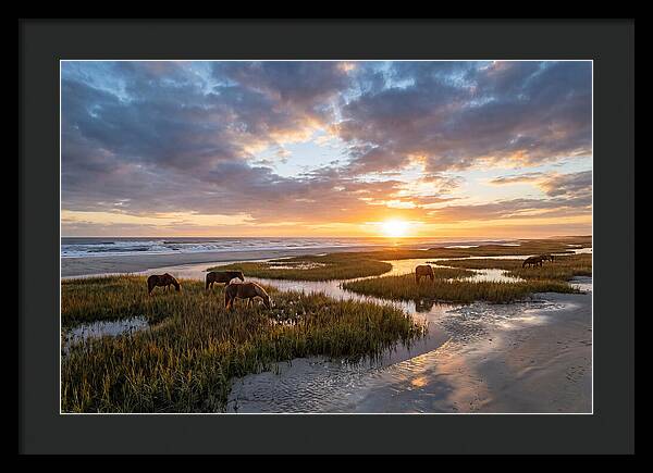 Assateague Island Tranquility