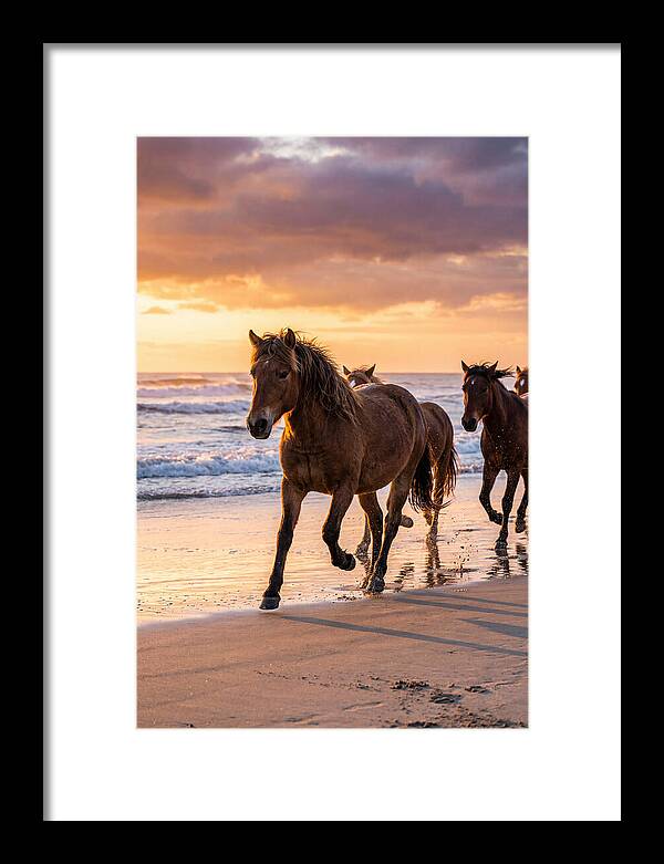 Assateague Island Wild Horses At Sunset