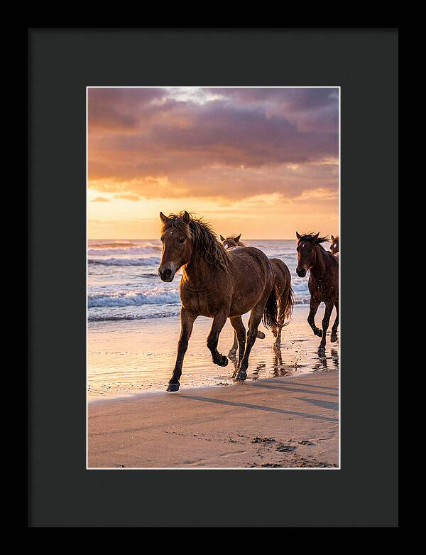 Assateague Island Wild Horses At Sunset