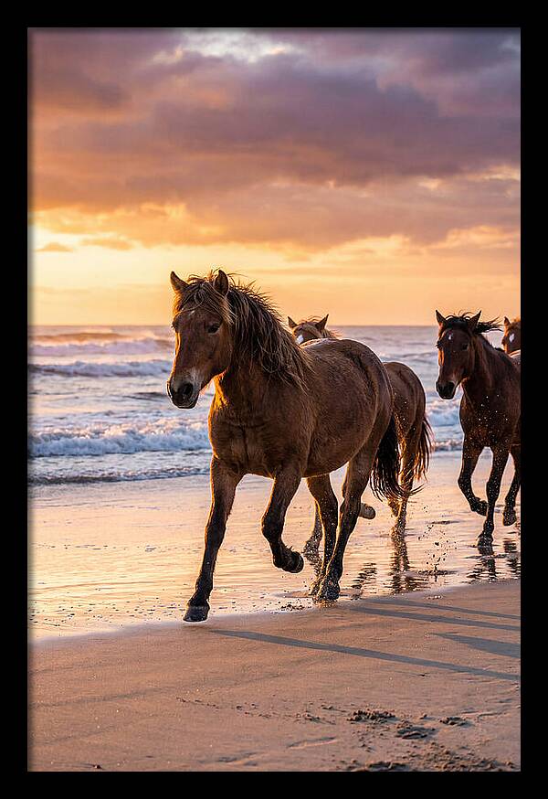Assateague Island Wild Horses At Sunset