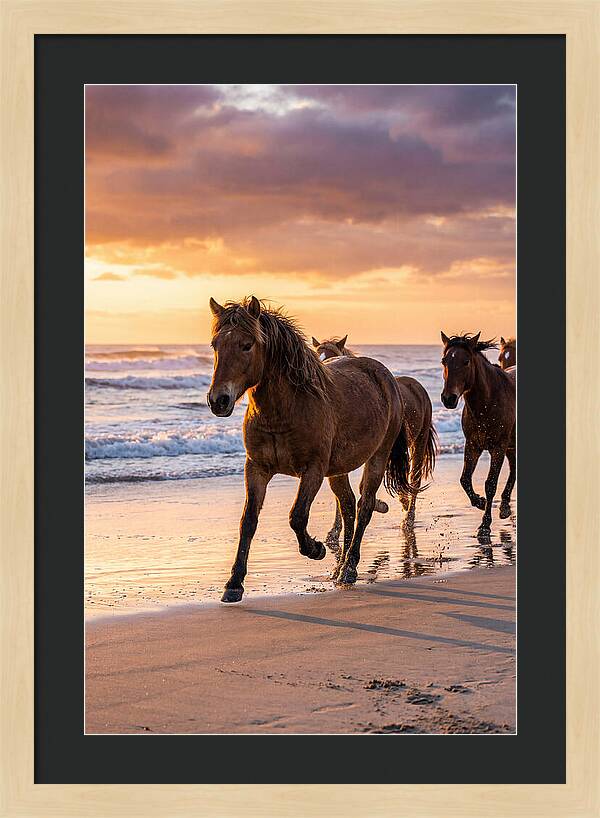 Assateague Island Wild Horses At Sunset