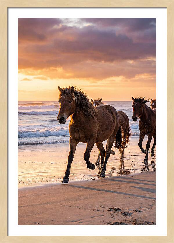 Assateague Island Wild Horses At Sunset