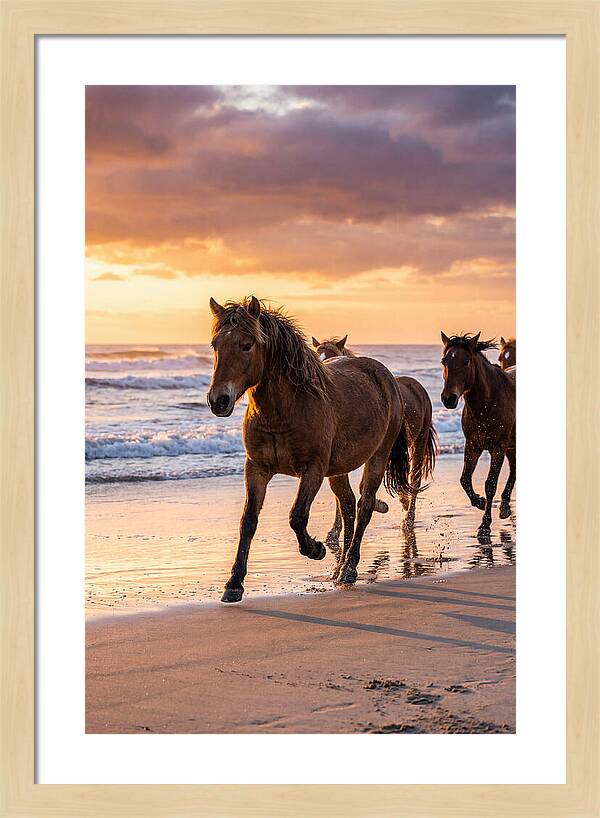 Assateague Island Wild Horses At Sunset