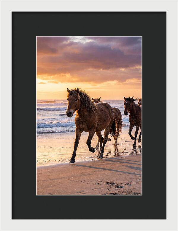 Assateague Island Wild Horses At Sunset