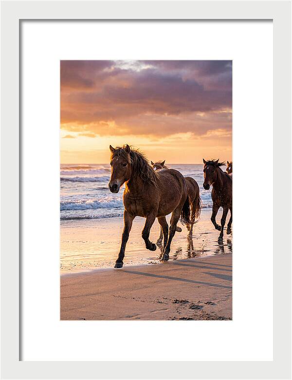 Assateague Island Wild Horses At Sunset