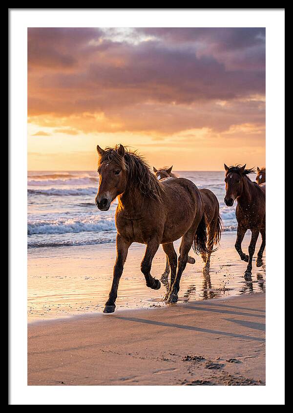 Assateague Island Wild Horses At Sunset