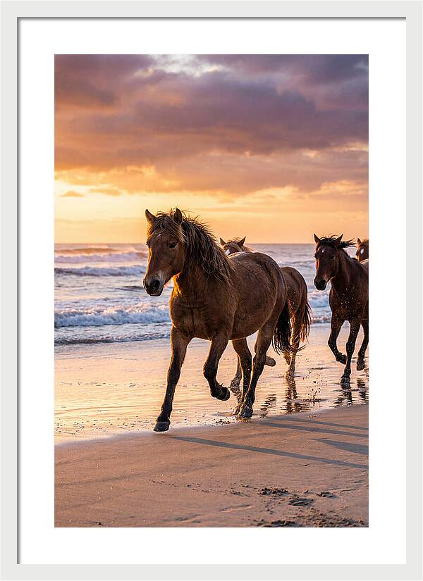 Assateague Island Wild Horses At Sunset