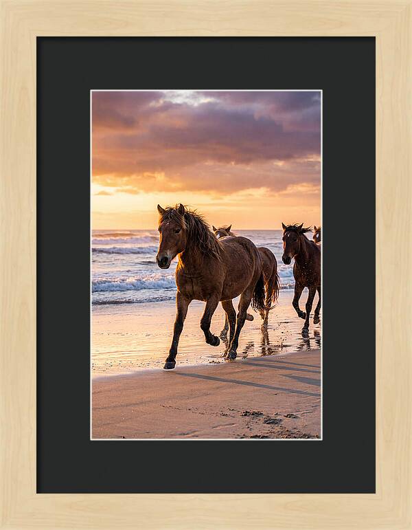 Assateague Island Wild Horses At Sunset